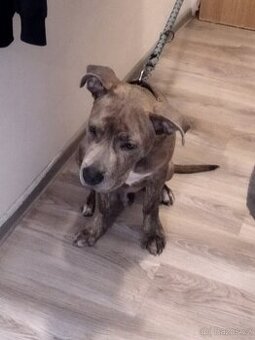 Prodám americký staford bazos