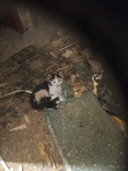 Koťata za granule konzervy