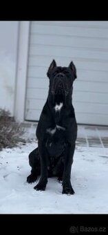 Krycí pes Cane Corso s PP