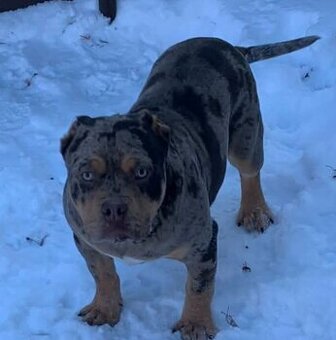 Prodam american bully bez pp