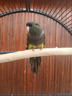 papoušek Patagonský - 1