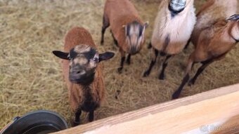 Prodám jehňata ovce kamerunské