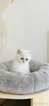 British Shorthair Silver Shaded a Golden Shaded. bez PP