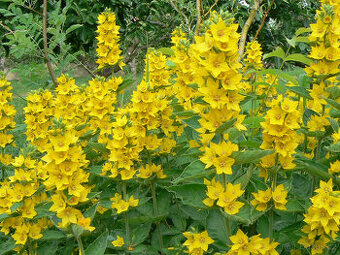 trvalky: VRBINA tečkovaná, KOHOUTEK alpský - viz text