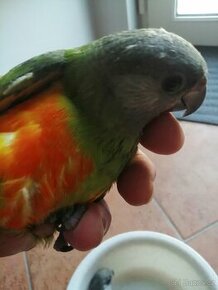 Papoušek senegalský versteri