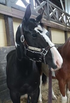 Halter ohlávka, vel. roček