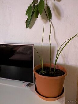 Květináč 30cm plastový s podtáckem