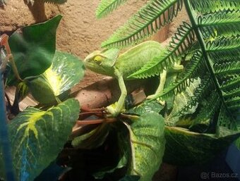 Chameleon jemenský+ Terárium nové 100x40x40. Předání Praha n