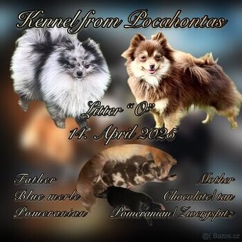 Pomeranian Pomerian Pomik s PP