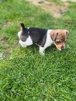 Jack Russel Terier