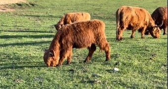Jalovice Highland