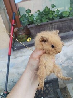 Švýcarský Teddy s kalifornskou kresbou s pp - 1