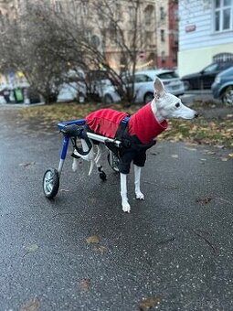 Zadní invalidní vozík pro psy Walkin‘ Wheels