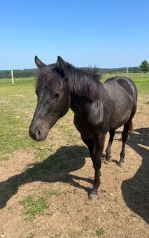 Roční valach otec QH, matka welsh+A1/1