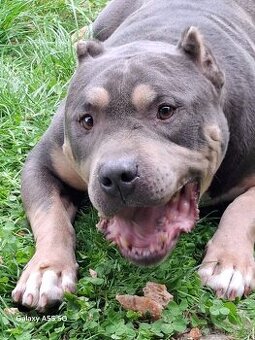 American bully -krytie štandart