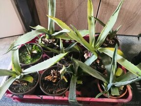 Agave americana