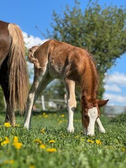 Welsh cob - hřebeček (možnost luxusní páry do kočáru)