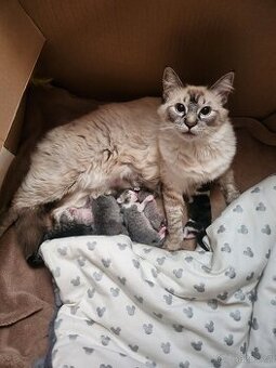 Koťátka k rezervaci-maminka Ragdoll