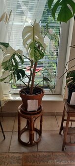 Monstera albo - 1