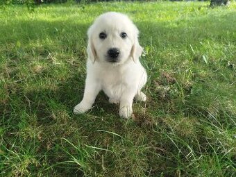 Zlatý retrívr / retriever