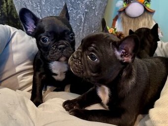 Francouzský buldoček – štěňátka