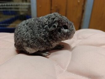 Morčata holčičky s PP