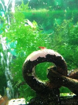 Krevety červené a krab Mekong