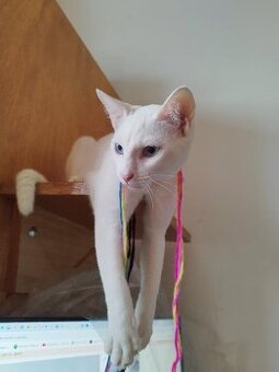 Předu, pletu, háčkuju