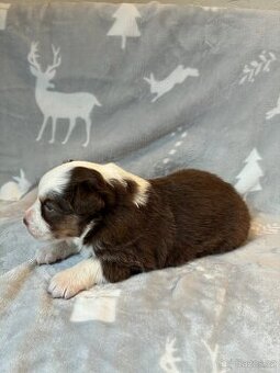 Australský ovčák s PP