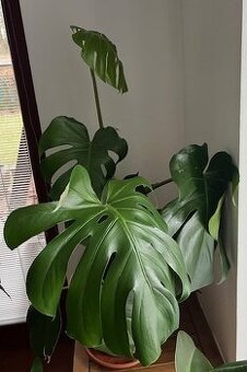 Monstera