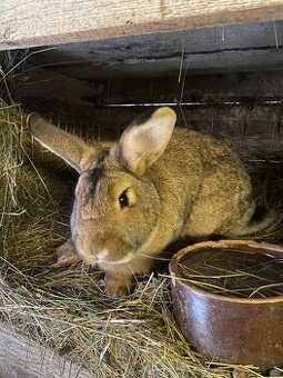 Prodám Králíky