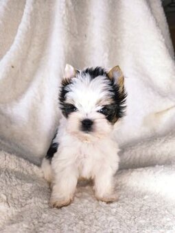 Biewer Yorkshire teriér FCI