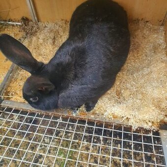 Prodám Český strakáč