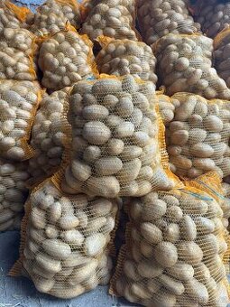 Prodám sadbové brambory