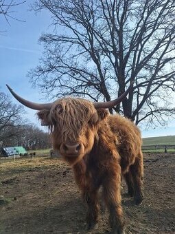 Prodám býčka higland