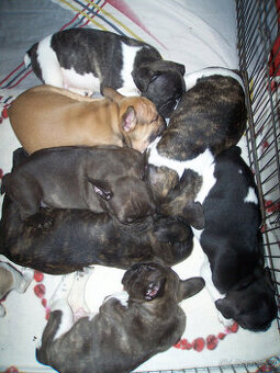 Francouzský buldoček