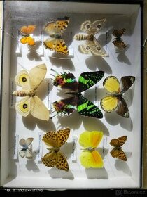 Sbírka motýlů a brouků
