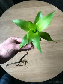 Kalisie Vonná - malá rostlina