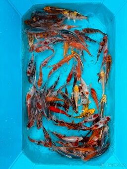 Koi kapr