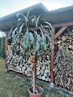 Rostlina Dracena
