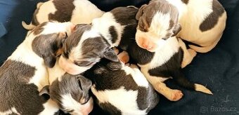 Bígl,Beagle, Bigl - 1
