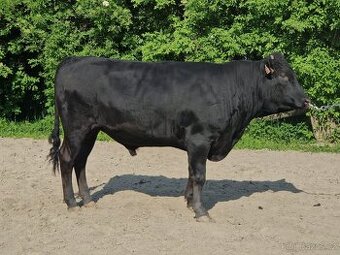 Plemenný býk wagyu