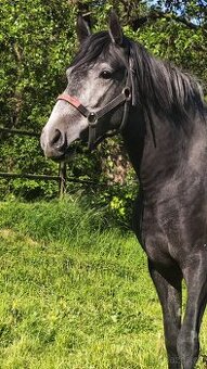 Paso Fino