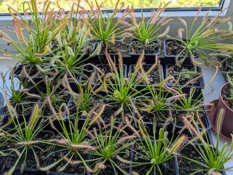 Rosnatka kapská, Drosera capensis - 1