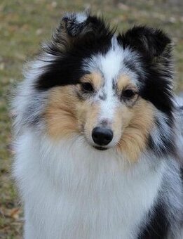 Sháním fenku Sheltie/Šeltie