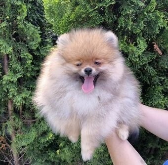 Pomeranian s PP FCI