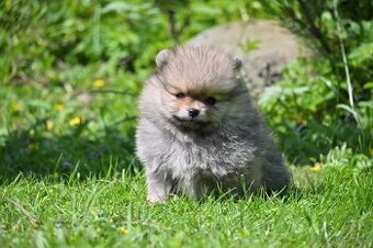 POMERANIAN