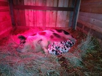 Selata kune kune