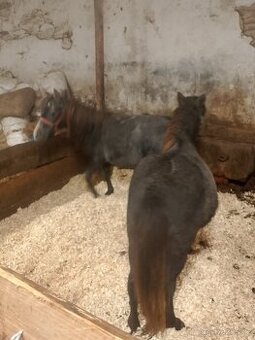 3leti pony