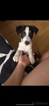 Jack Russel terier